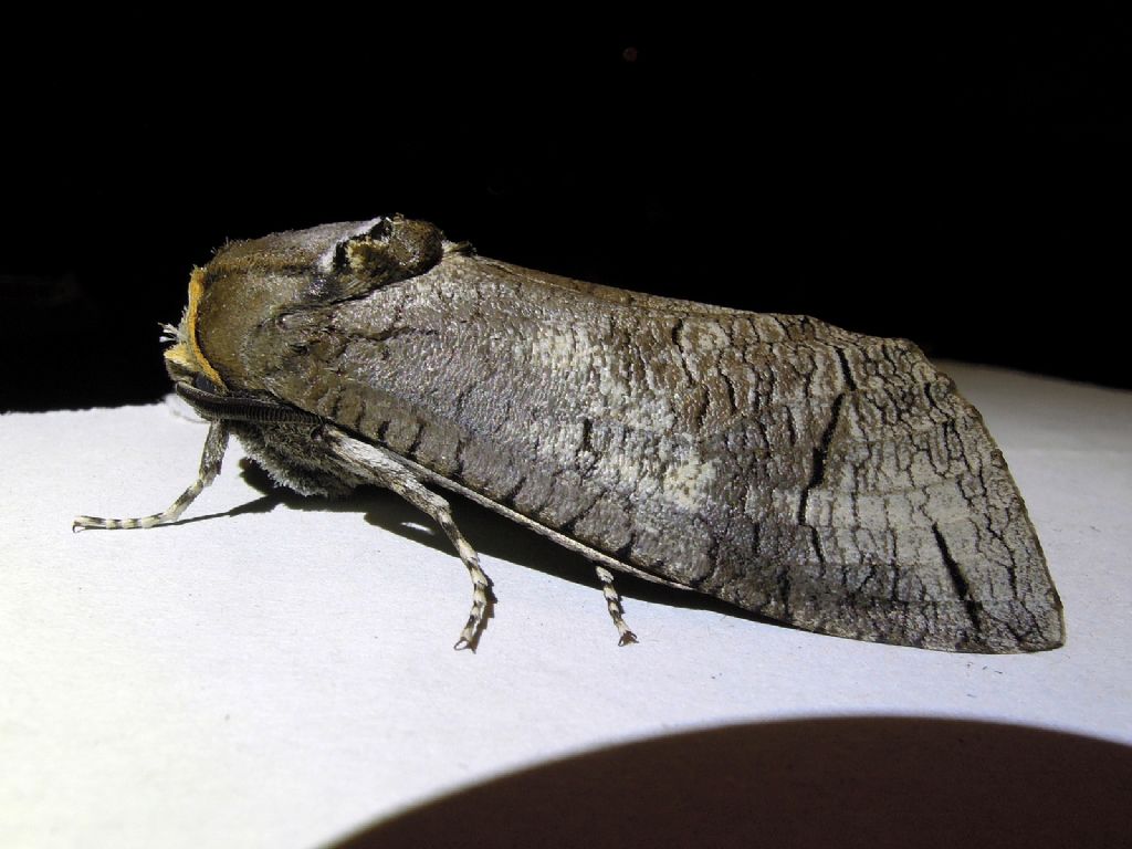 Cossus cossus